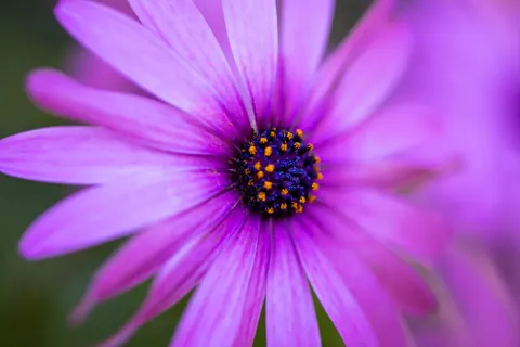 Daisy Field 4K Wallpaper · flowers · 3840×2560