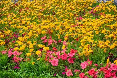 Daisy Field 4K Wallpaper · flowers · 3840×2560
