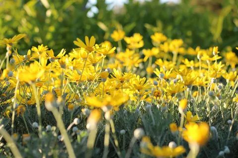 Daisy Field 4K Wallpaper · flowers · 3840×2560