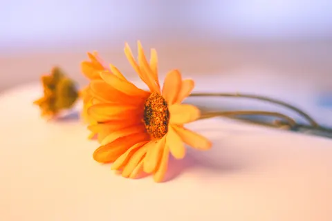 Daisy Field 4K Wallpaper · flowers · 3840×2560