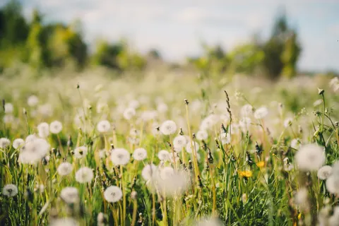 Daisy Field 4K Wallpaper · flowers · 3840×2560