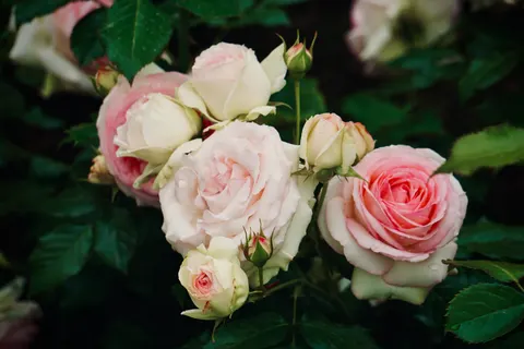 Rosengarten 4K Hintergrundbild · flowers · 3840×2560