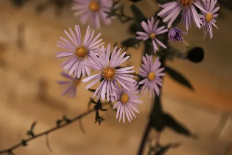 والپیپر دشت گل مروارید با کیفیت 4K · flowers · 3840×2560