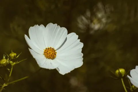 Обои Ромашковое поле 4K · flowers · 3840×2560