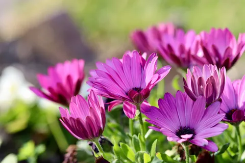 Daisy Field 4K Wallpaper · flowers · 3840×2560