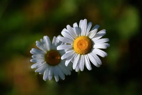 Daisy Field 4K Wallpaper · flowers · 3840×2562
