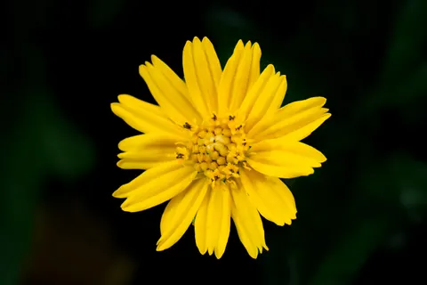 Daisy Field 4K Wallpaper · flowers · 3840×2560