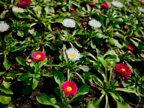 Daisy Field 4K Wallpaper · flowers · 3840×2880