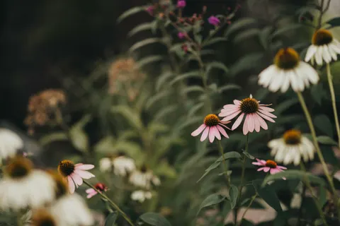 Daisy Field 4K Wallpaper · flowers · 3840×2563