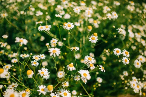 Daisy Field 4K Wallpaper · flowers · 3840×2560