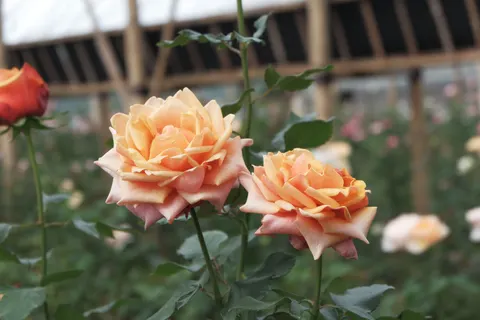 Rosengarten 4K Hintergrundbild · flowers · 3840×2560