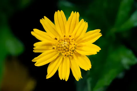 Daisy Field 4K Wallpaper · flowers · 3840×2560