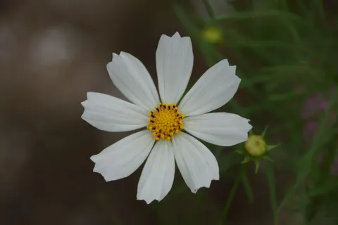 Daisy Field 4K Wallpaper · flowers · 3840×2560