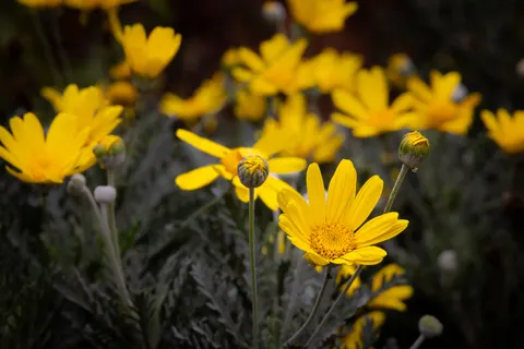 Daisy Field 4K Wallpaper · flowers · 3840×2561