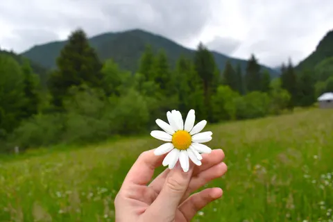 Daisy Field 4K Wallpaper · flowers · 3840×2560
