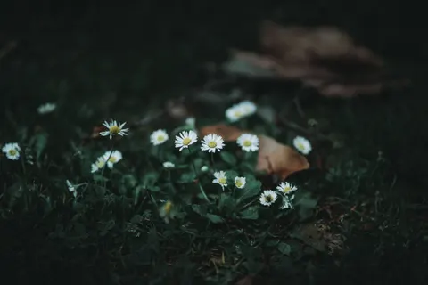 Daisy Field 4K Wallpaper · flowers · 3840×2560