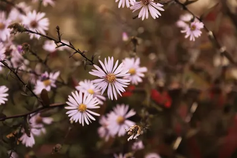 Daisy Field 4K Wallpaper · flowers · 3840×2560