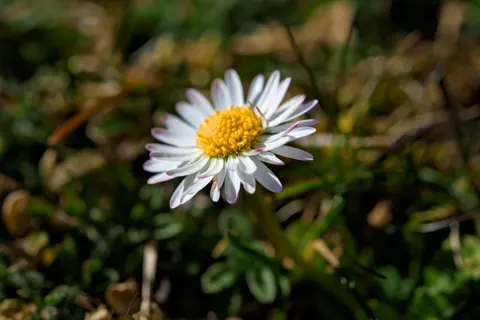 Fondo de pantalla Campo de margaritas 4K · flowers · 3840×2558