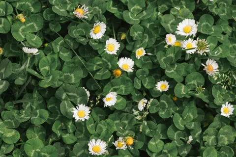 Daisy Field 4K Wallpaper · flowers · 3840×2560