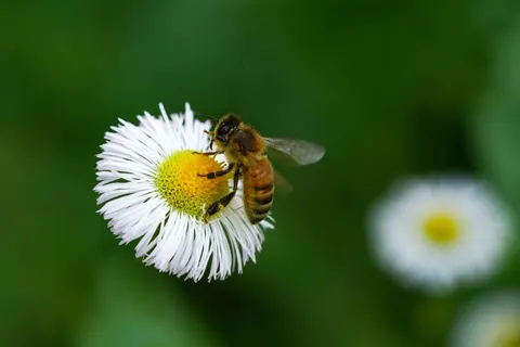 Daisy Field 4K Wallpaper · flowers · 3840×2561