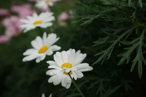 Hình nền Cánh đồng cúc họa mi 4K · flowers · 3840×2560