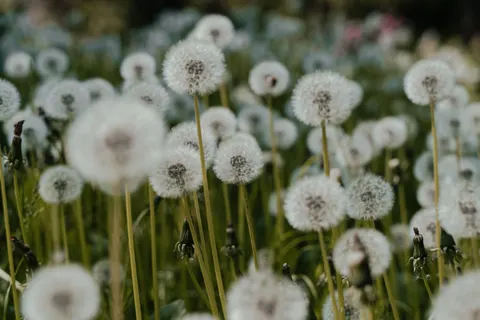 Daisy Field 4K Wallpaper · flowers · 3840×2560