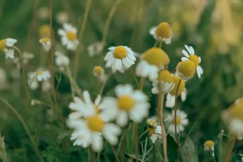 Daisy Field 4K Wallpaper · flowers · 3840×2560
