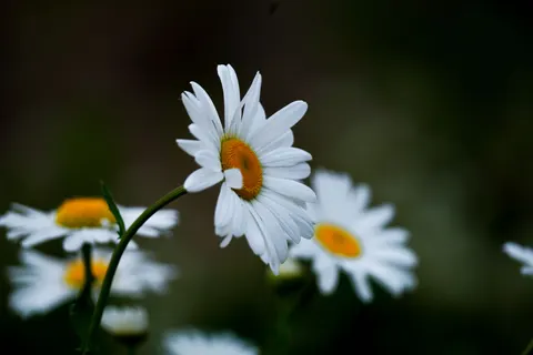 데이지 밭 4K 배경화면 · flowers · 3840×2560