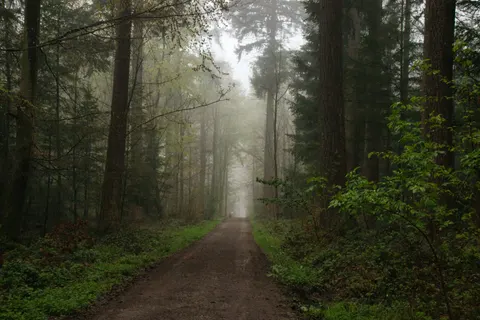 Foggy Forest 4K Wallpaper · nature · 3840×2560