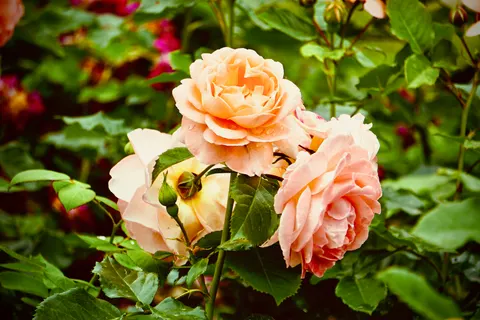 Fondo de pantalla Jardín de Rosas 4K · flowers · 3840×2560