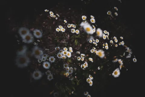 Daisy Field 4K Wallpaper · flowers · 3840×2560