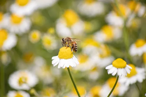 Daisy Field 4K Wallpaper · flowers · 3840×2560