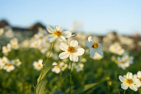 Daisy Field 4K Wallpaper · flowers · 3840×2560