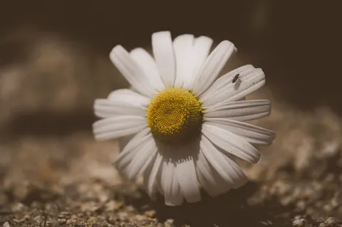 Daisy Field 4K Wallpaper · flowers · 3840×2552