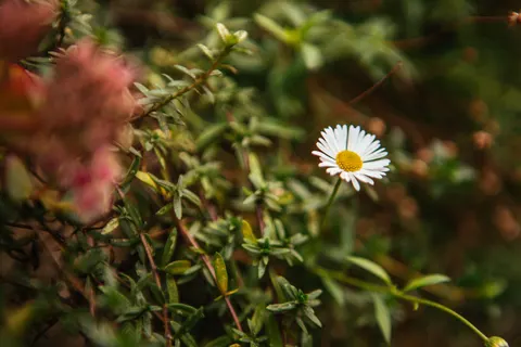 Daisy Field 4K Wallpaper · flowers · 3840×2560