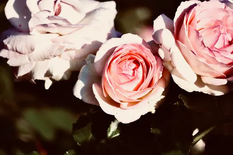 Rosengarten 4K Hintergrundbild · flowers · 3840×2560