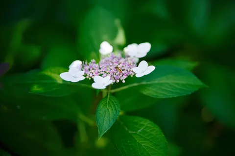 Hydrangea 4K Wallpaper · flowers · 3840×2561