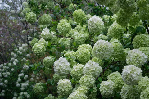 Hydrangea 4K Wallpaper · flowers · 3840×2553