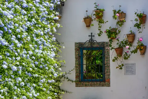 Hydrangea 4K Wallpaper · flowers · 3840×2560