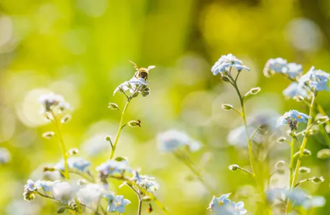 Hortensia 4K-achtergrond · flowers · 3840×2507