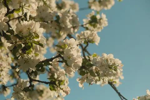 Hydrangea 4K Wallpaper · flowers · 3840×2560