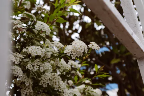 Hortensie 4K Hintergrundbild · flowers · 3840×2560