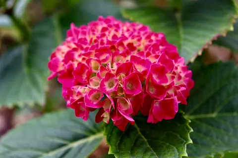 Hydrangea 4K Wallpaper · flowers · 3840×2560
