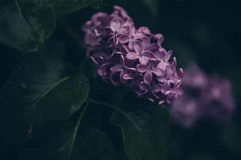 Hydrangea 4K Wallpaper · flowers · 3840×2563
