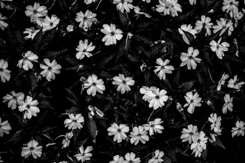 Hydrangea 4K Wallpaper · flowers · 3840×2563