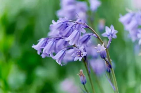 Tapeta Hortensja 4K · flowers · 3840×2537