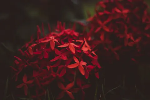 Hydrangea 4K Wallpaper · flowers · 3840×2560