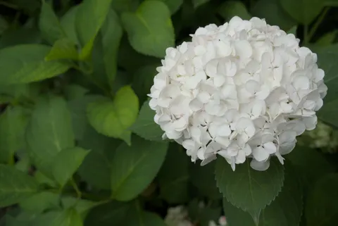 Hydrangea 4K Wallpaper · flowers · 3840×2563