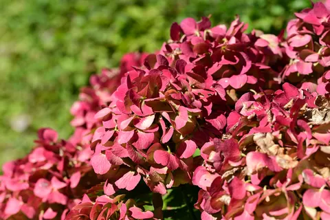 Hydrangea 4K Wallpaper · flowers · 3840×2560