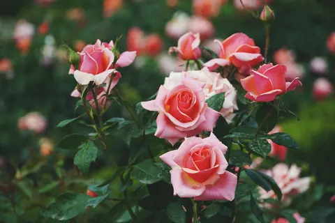 Rosengarten 4K Hintergrundbild · flowers · 3840×2560